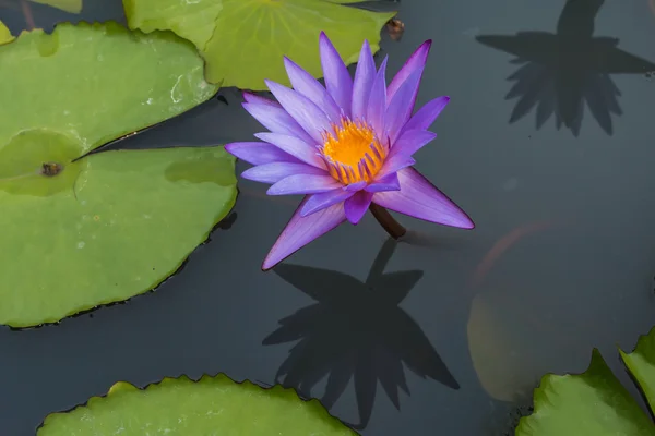 Su birikintisi arka planda üzerinde mavi lotus
