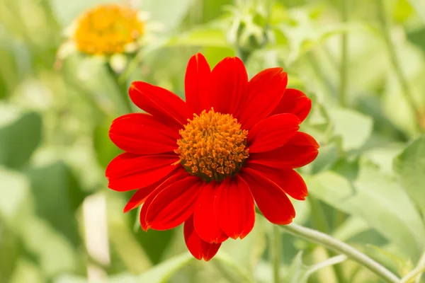 Kırmızı Çiçek bahçesinde Zinnia