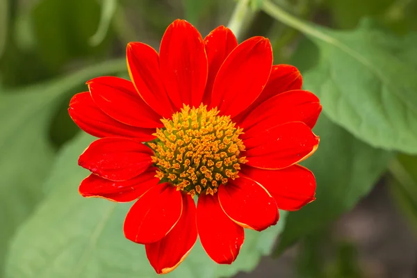 Kırmızı Çiçek bahçesinde Zinnia
