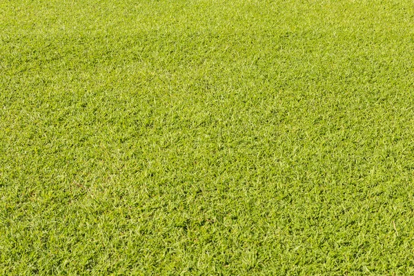 Grönt gräs gräsmatta för bakgrund — Stockfoto