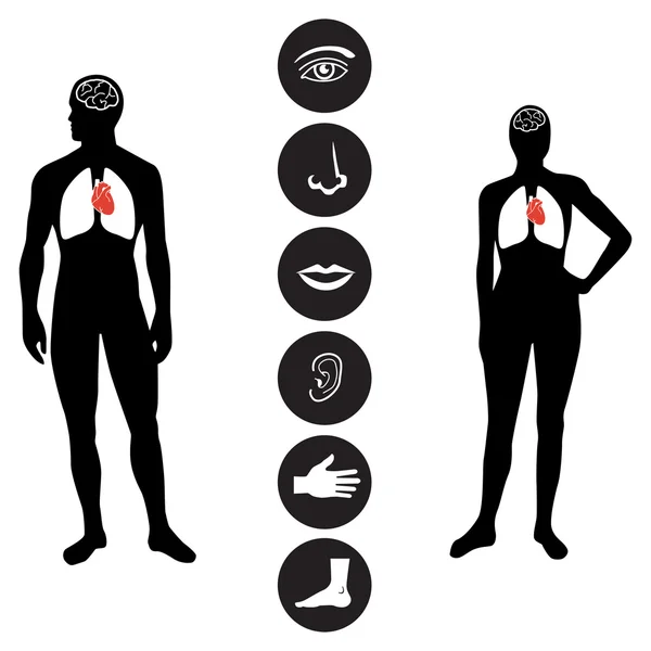 Icona parte corpo umano medico — Vettoriale Stock