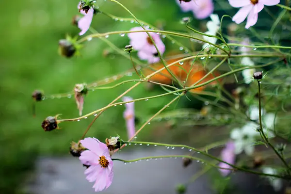 Gotas de água em uma flor . — Fotografia de Stock