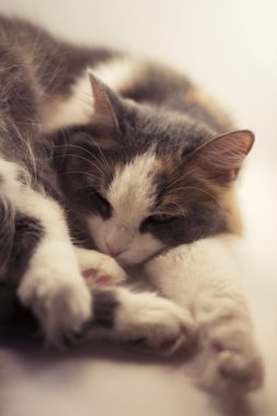 Kedi yavaşça uyuyor