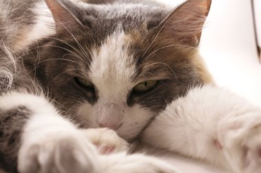 Casusluk kedi