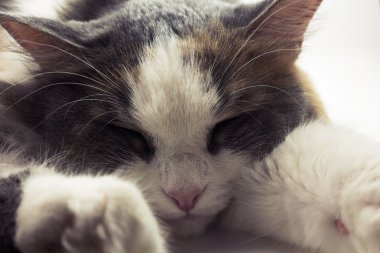 Kedi yavaşça uyuyor