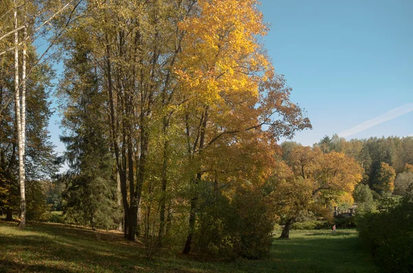 Herbstliche Waldlandschaft. — Stockfoto