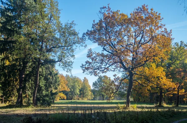 sonbahar orman manzarası.
