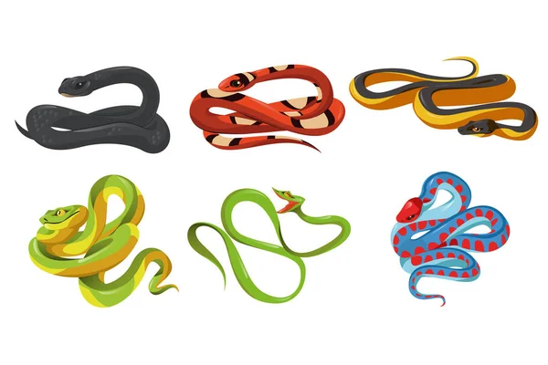 Desenhos animados cobra espécies isolado conjunto de serpentes vetoras — Vetor de Stock