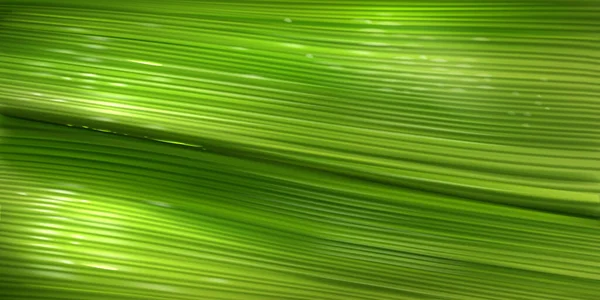 Muz yaprağı dokusu, yeşil palmiye yaprağı yüzeyi — Stok Vektör
