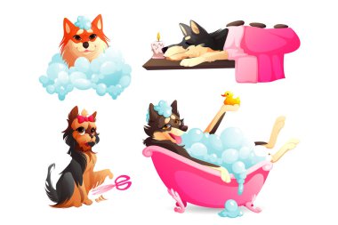 Köpek spa 'sı ve bakım servisi, mutlu ev hayvanı banyo yapar.