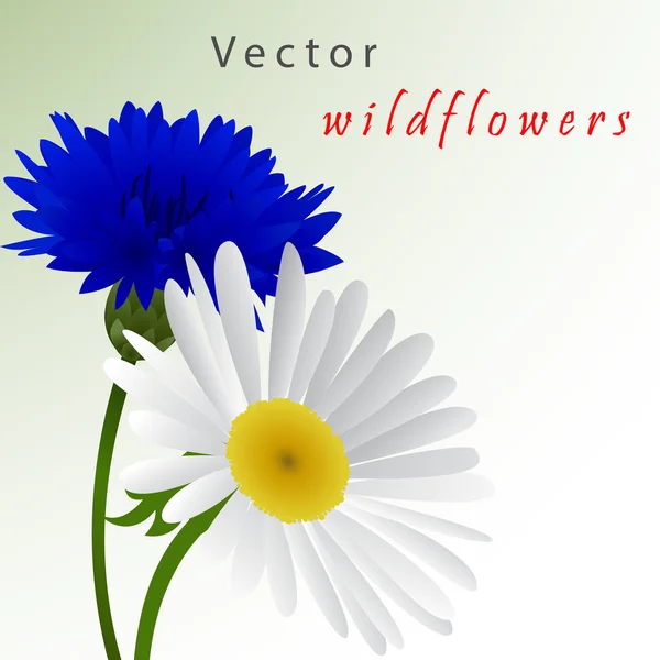 Шаблонна листівка з кукурудзяною квіточкою та ромашкою — стоковий вектор