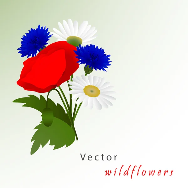 Vector white background with chamomile, cornflowers and poppy — Stock Vector