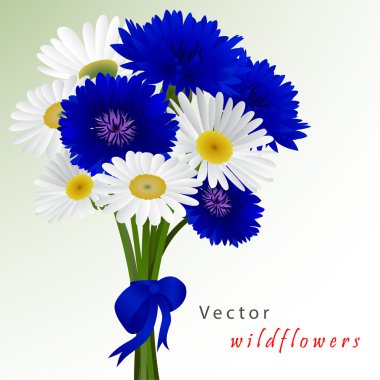 Vector white background with flowers camomile, cornflowers  clipart