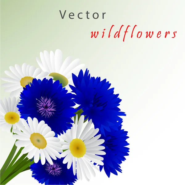 Vector witte achtergrond met bloemen kamille, korenbloemen — Stockvector