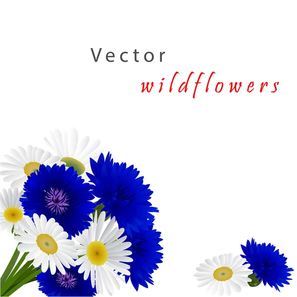 Vecteur fond blanc avec des fleurs camomille, bleuets — Image vectorielle