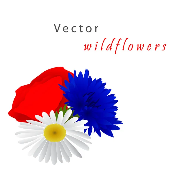 Vector witte achtergrond met kamille, korenbloemen en klaproos — Stockvector