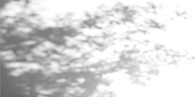 Beton arka planda soyut gobo ışık dokusu. Duvarda ağaç yaprağı ve güneş ışığı gölgelerinin gerçekçi temsili, beyaz yüzeyde çiçek desenli siluetler, yaz bahçesi bg