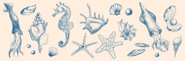 Deniz kabukları ve deniz sakinleri skeç seti. Mavi denizatı, mürekkep balığı, deniz yıldızı, deniz kabuğu, tropikal plaj tasarımı elementleri, deniz veya okyanus tatili, klasik sanat serisi.