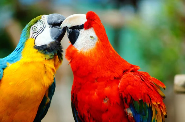 Aves beijadoras — Fotografia de Stock