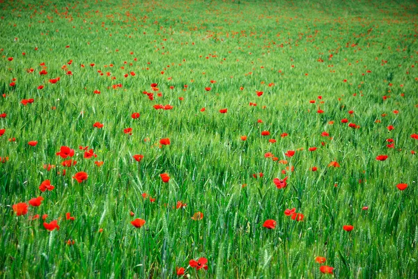 Campo de trigo verde e papoilas vermelhas — Fotografia de Stock