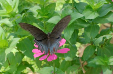 büyük mormon kelebek