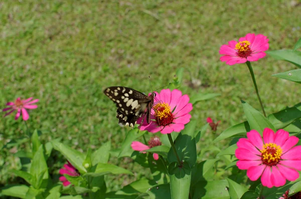 Mariposa cola de golondrina lima — Foto de Stock