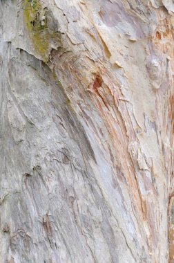 Ağaç kabuğu dokusu