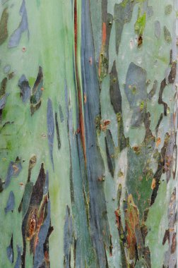 Okaliptüs ağacının kabuğu doku