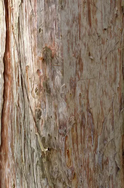 Textura de corteza de árbol —  Fotos de Stock