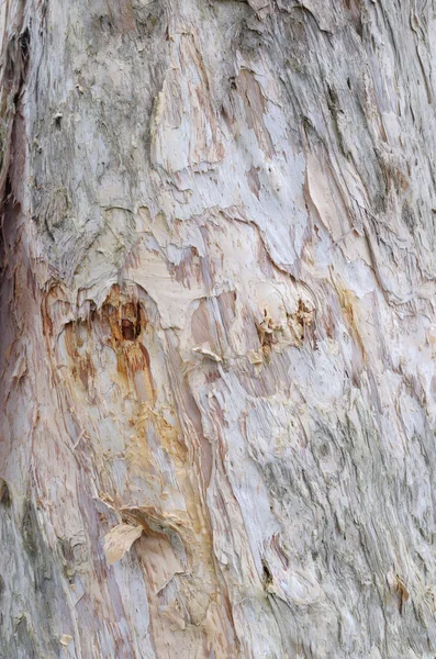 Textura de corteza de árbol —  Fotos de Stock