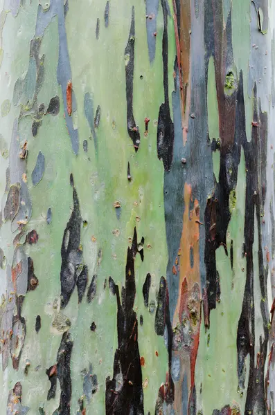 Rindenstruktur des Eukalyptusbaums — Stockfoto