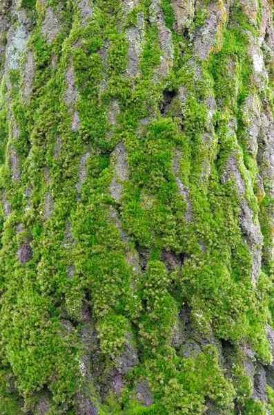 Zöld moha a fakéregen — Stock Fotó