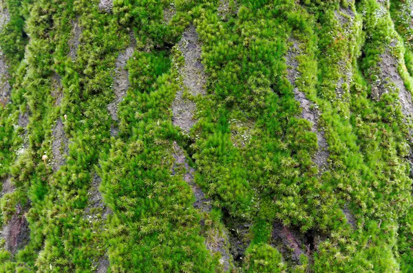 Zöld moha a fakéregen — Stock Fotó