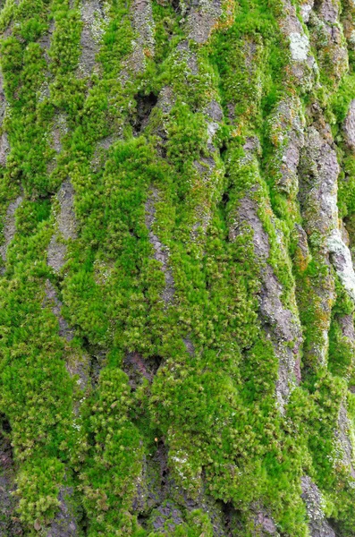 Zielony mech na krze drzewa — Zdjęcie stockowe