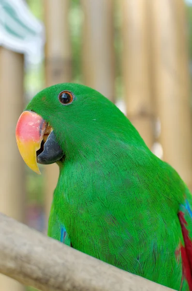 Mężczyzna eclectus papuga — Zdjęcie stockowe