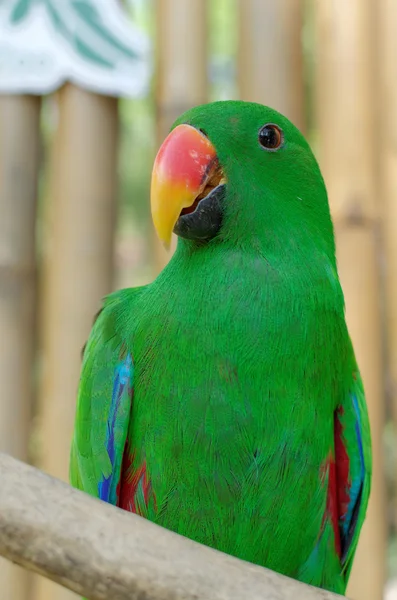 Eclectus mâle perroquet — Photo