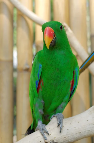 Mužské eclectus papoušek — Stock fotografie