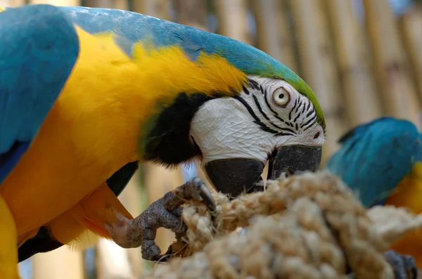 Blue and yellow macaw — Stock Photo, Image