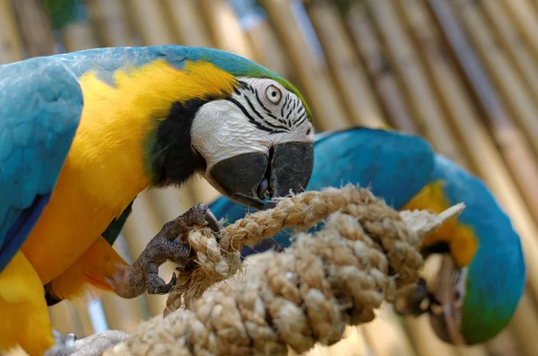 Blue and yellow macaw — Stock Photo, Image