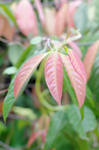 Red young leaves of stelechocarpus burahol — Stock Photo, Image