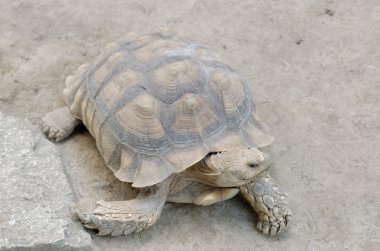 Afrika mahmuzlu kaplumbağası veya geochelone sulcata