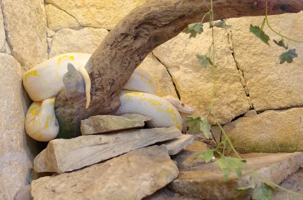 Albino reticulado python — Fotografia de Stock