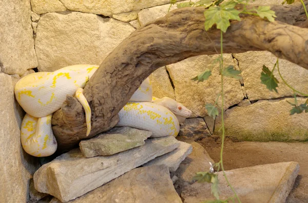 Albino reticulado python — Fotografia de Stock