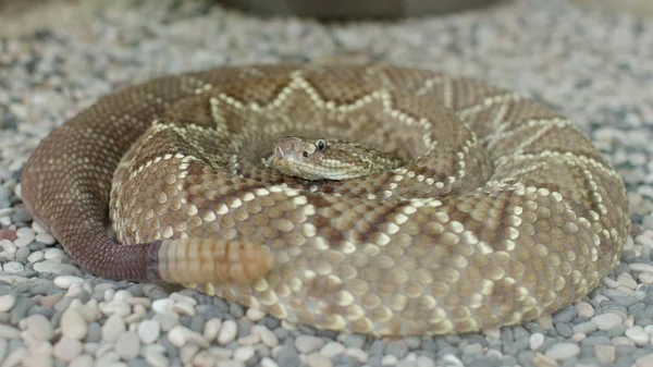 Cobra de chocalho americana média ou cobra de chocalho americana central ou crotalus simus — Fotografia de Stock