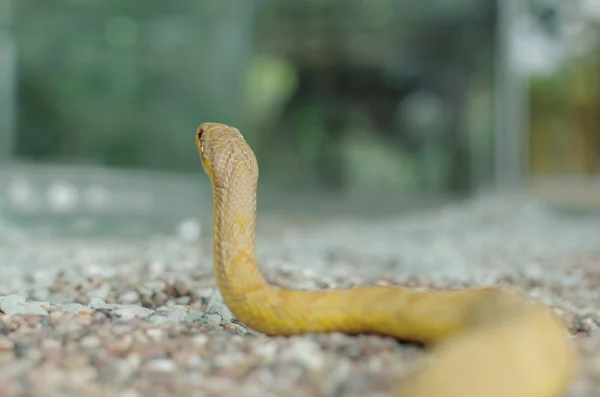 Cobra-de-milho ou elaphe guttata — Fotografia de Stock