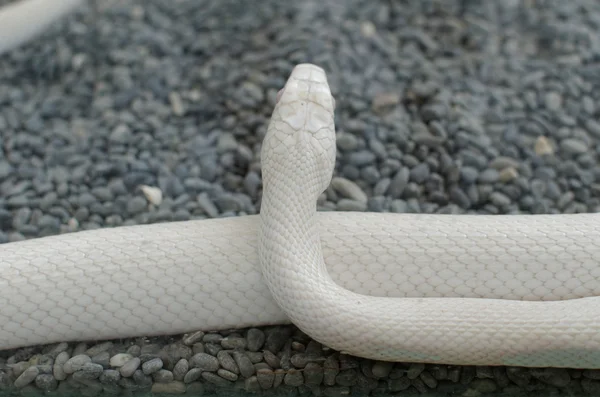 Cobra de rato do Texas ou elaphe obsoleta — Fotografia de Stock