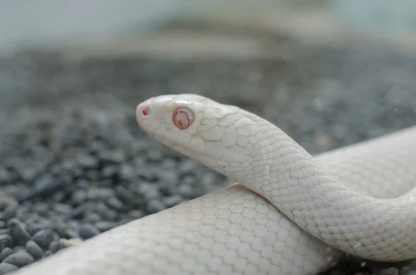 Cobra de rato do Texas ou elaphe obsoleta — Fotografia de Stock