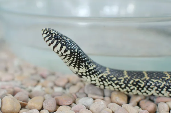 Kingsnake ou lampropeltis getula brooksi — Fotografia de Stock