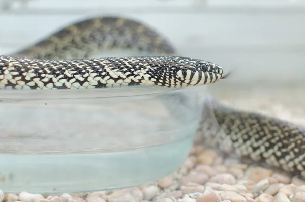 Kingsnake ou lampropeltis getula brooksi — Fotografia de Stock