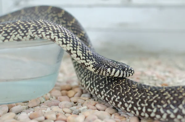 Kingsnake ou lampropeltis getula brooksi — Fotografia de Stock